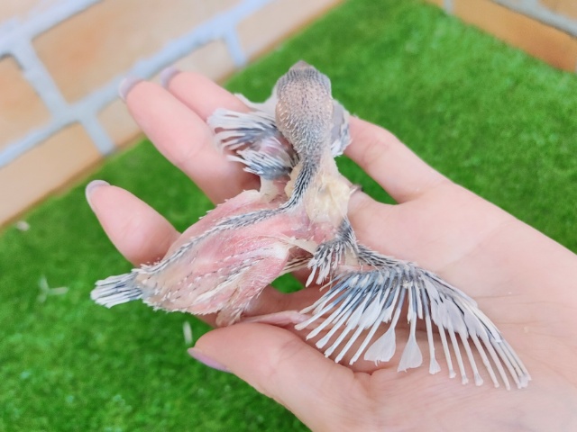 シルバー文鳥