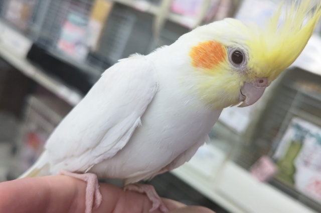 オカメインコ