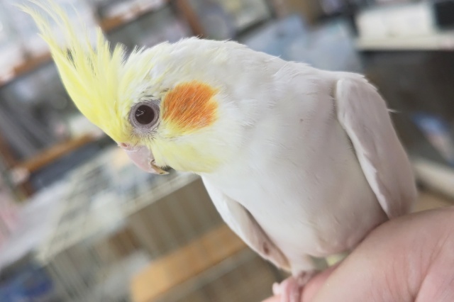 ちょっぴりビビりカキカキは好きぃ～⭐ オカメインコ(ルチノー)