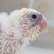 魅力いっぱい！詰まってます～🎆 セキセイインコ(4色ハルクイン)
