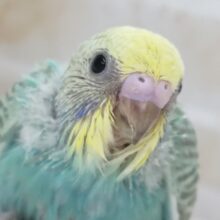 良い感じカラーが魅力的～🌈 セキセイインコ(パステルレインボースパングル)