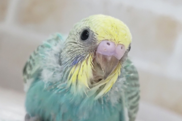 良い感じカラーが魅力的～🌈 セキセイインコ(パステルレインボースパングル)