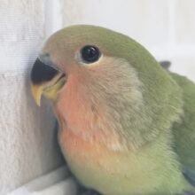 🌟最新画像🌟 かわいいつぶらな瞳～✨ コザクラインコ(ノーマル)