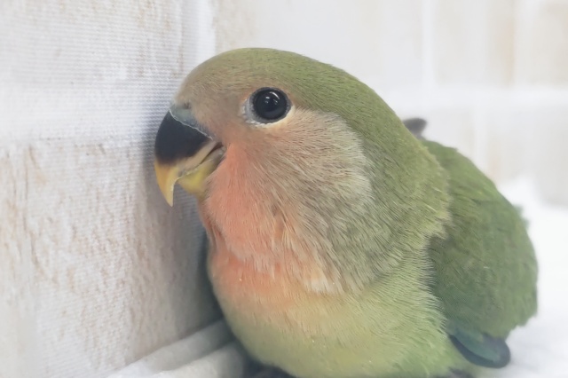 🌟最新画像🌟 かわいいつぶらな瞳～✨ コザクラインコ(ノーマル)