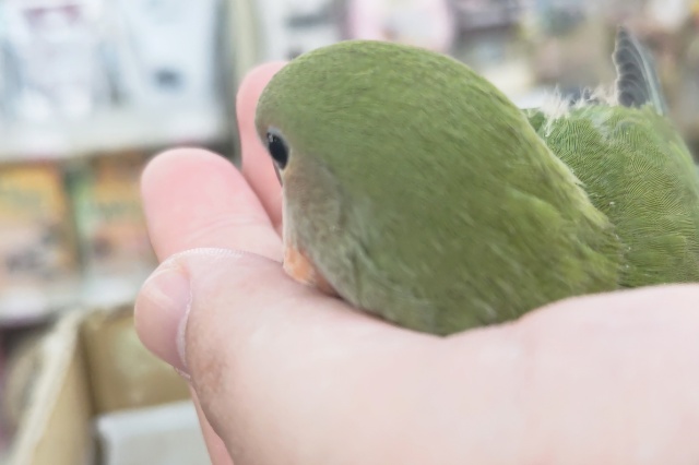 コザクラインコ（小桜インコ）