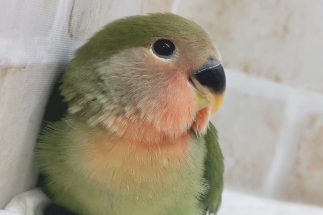 コザクラインコ（小桜インコ）