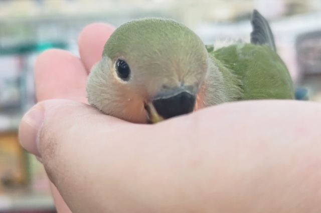 コザクラインコ（小桜インコ）