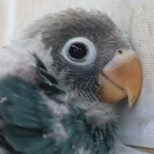 ダークな感じのブルーが良き～🪷 ボタンインコ(ブルー)