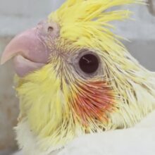 たまらないフォルム～🍮 オカメインコ(ルチノー)