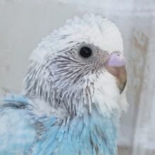 とってもキレイな青空ブルー🩵 セキセイインコ(スパングル)