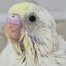 なかなかの良い色合い～🌈 セキセイインコ(色変わり)