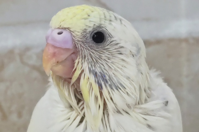 なかなかの良い色合い～🌈 セキセイインコ(色変わり)