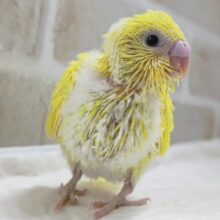 ビビッとイナズマ走る～⚡️ セキセイインコ(ダブルファクター)