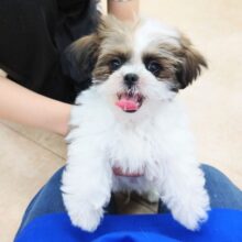 最新画像！ハーフ犬（マルチーズ×シーズー）男の子♫ハイテンションボーイがやって来た！