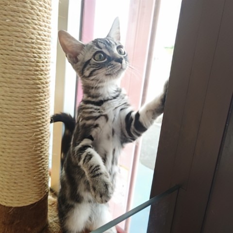 アメリカンショートヘア