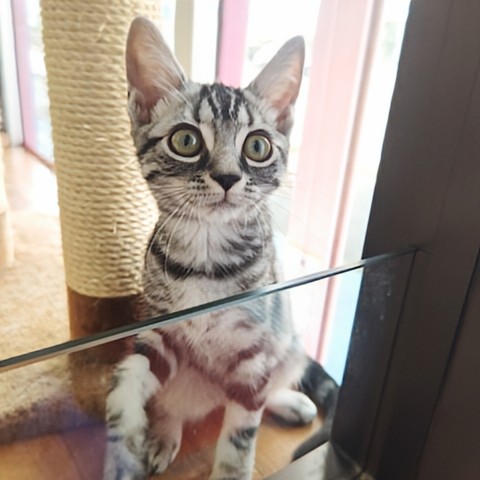 アメリカンショートヘア