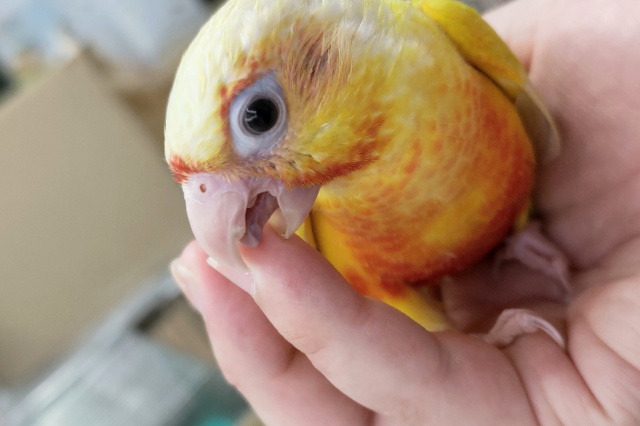 ホオミドリウロコインコ