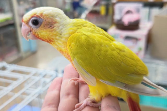 ホオミドリウロコインコ