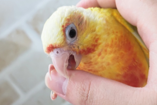 ホオミドリウロコインコ