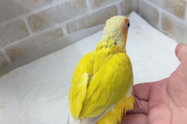 ホオミドリウロコインコ