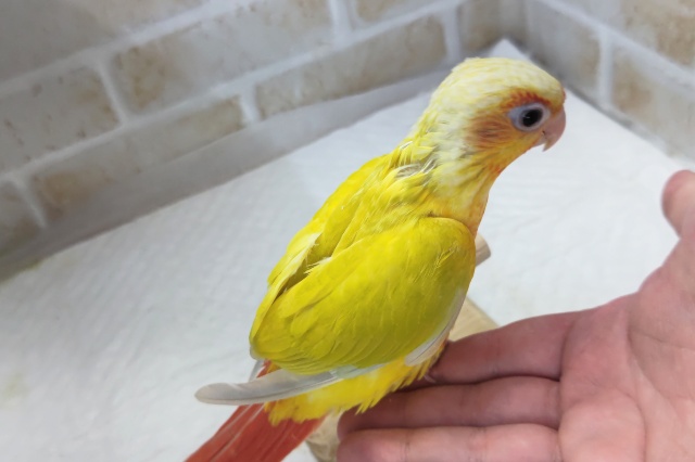 ホオミドリウロコインコ