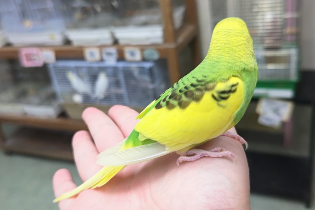 セキセイインコ