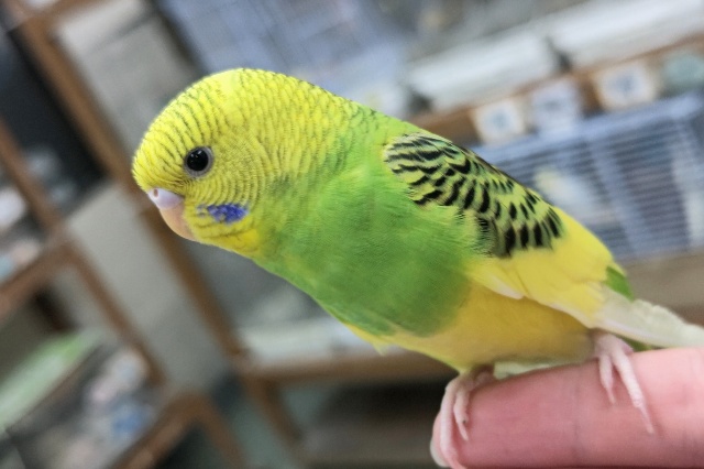 セキセイインコ