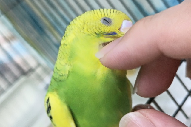 セキセイインコ