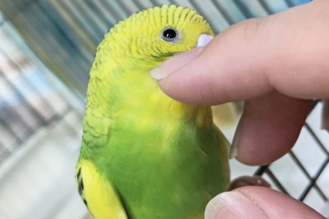 セキセイインコ