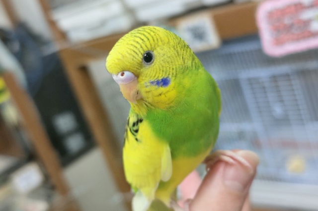 セキセイインコ