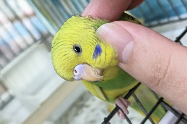 🌟最新画像🌟 理想的な色合い～🍀 セキセイインコ(パイド)