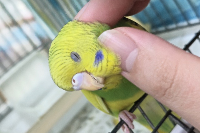 セキセイインコ