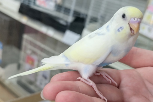 セキセイインコ