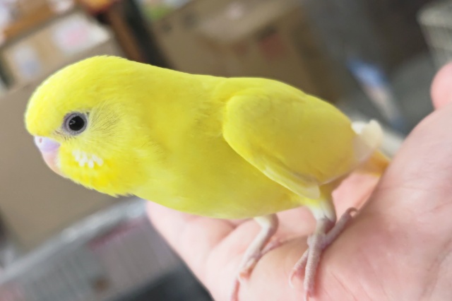 セキセイインコ