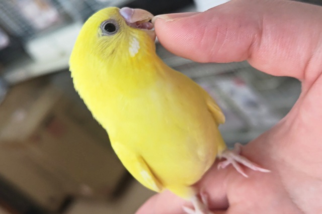 セキセイインコ