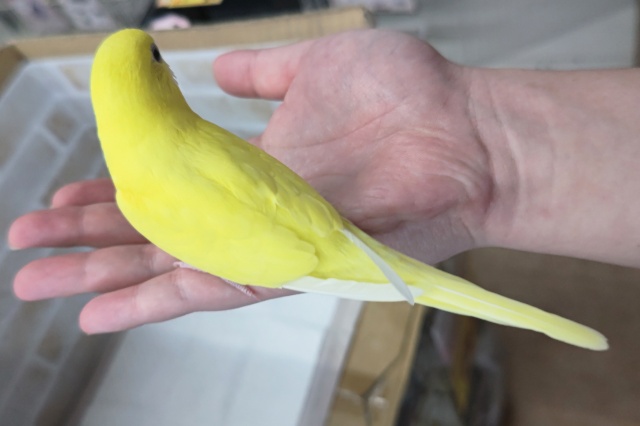 セキセイインコ