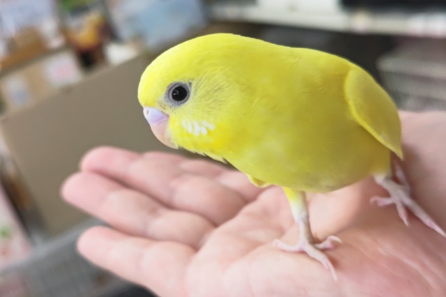 🌟最新画像🌟 ビビッとイナズマ走る～⚡️ セキセイインコ(ダブルファクター)