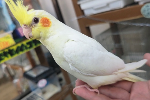 オカメインコ