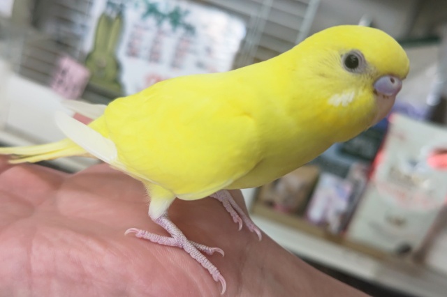 セキセイインコ