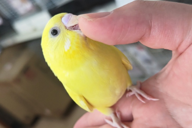 セキセイインコ