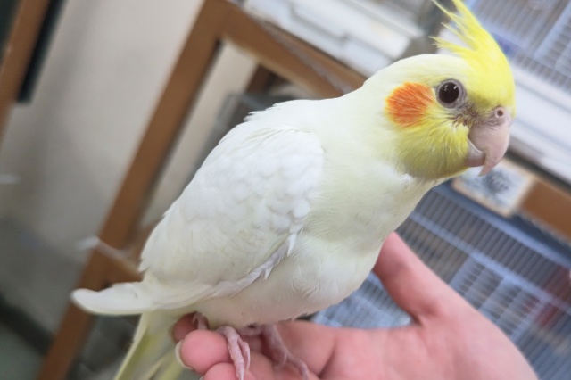 オカメインコ