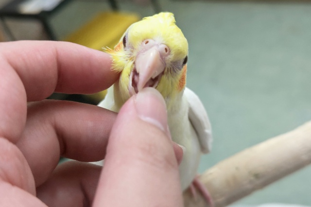 オカメインコ