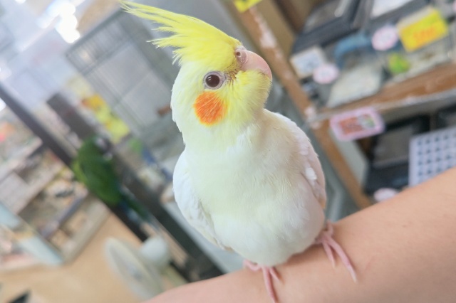 オカメインコ