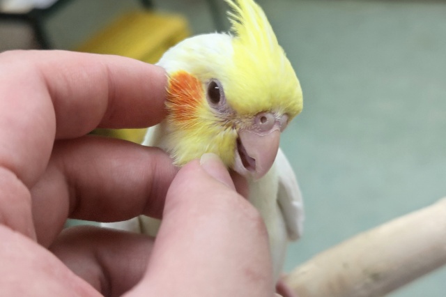 オカメインコ