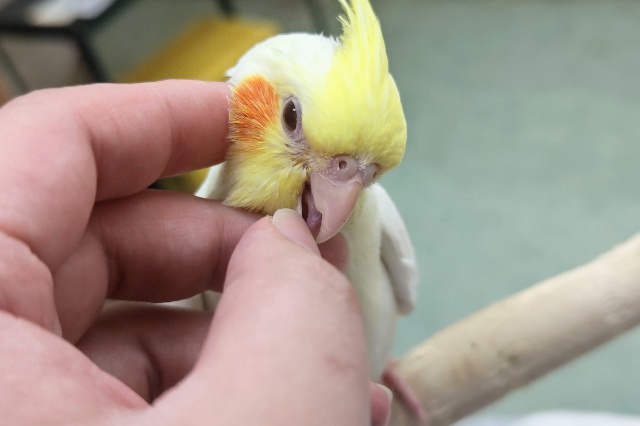 オカメインコ