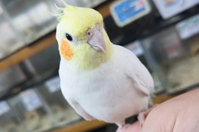 オカメインコ