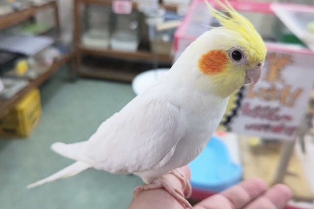 オカメインコ