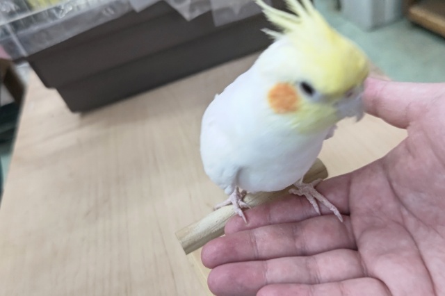 オカメインコ