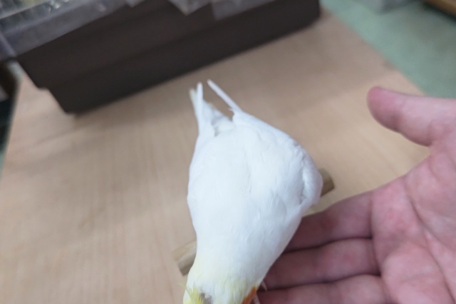 オカメインコ