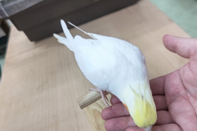 オカメインコ